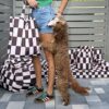torba morfid breeze
