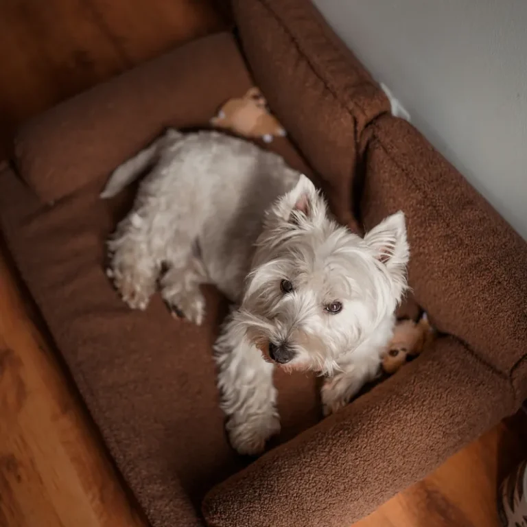 West highland terrier na brązowej sofie MORFID